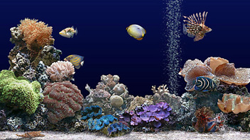 Marine Aquarium 2.6