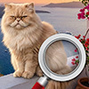 Amazing Trip to Europe 4: Search for Cats Collector's Edition