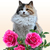 Peaceful Gardens 2: Cute Cats Collector&#039;s Edition