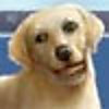 Pet Pals Animal Doctor