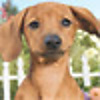 Petz Dogz 2
