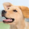 Petz Sports